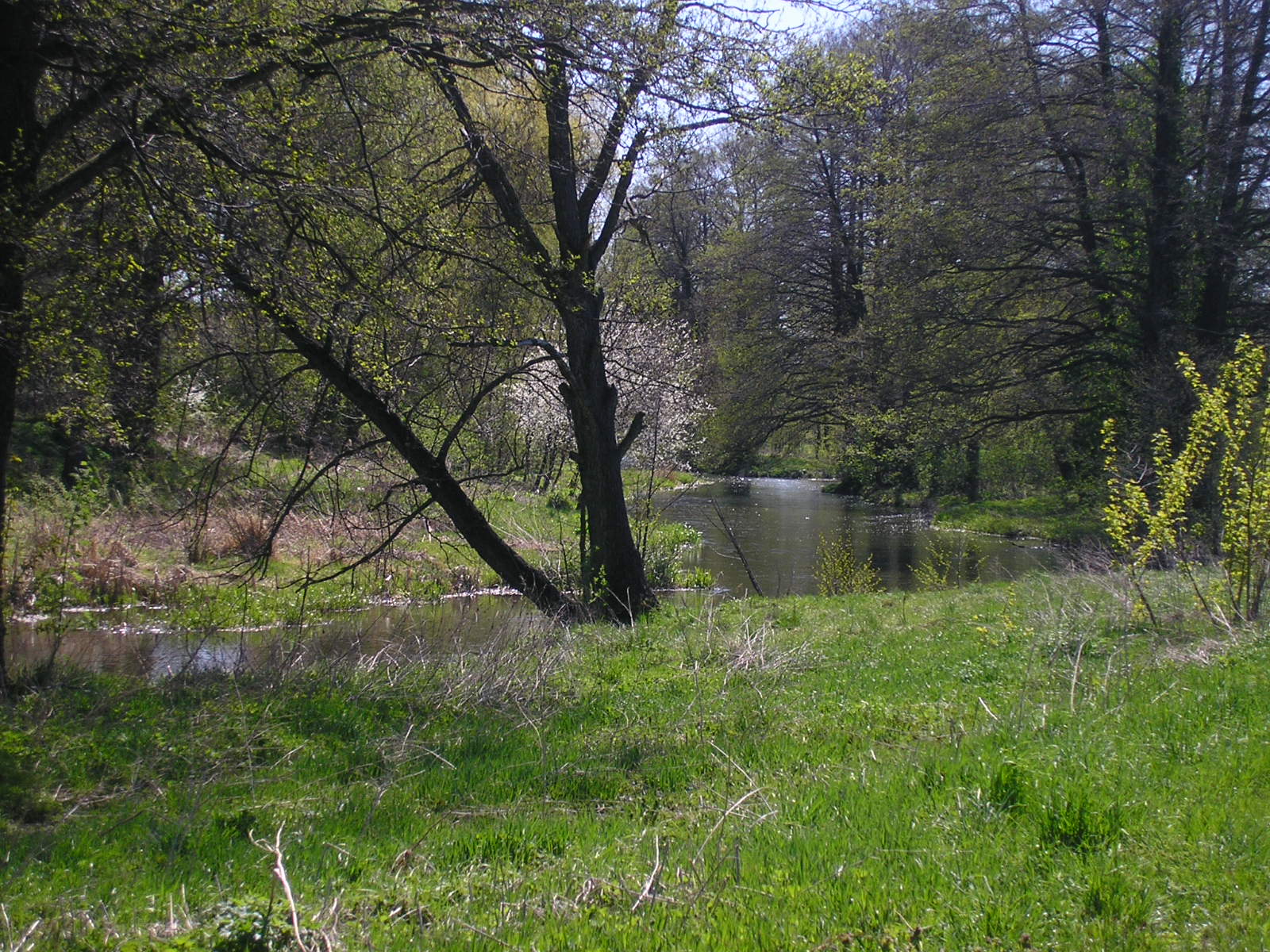 Bystrzyca