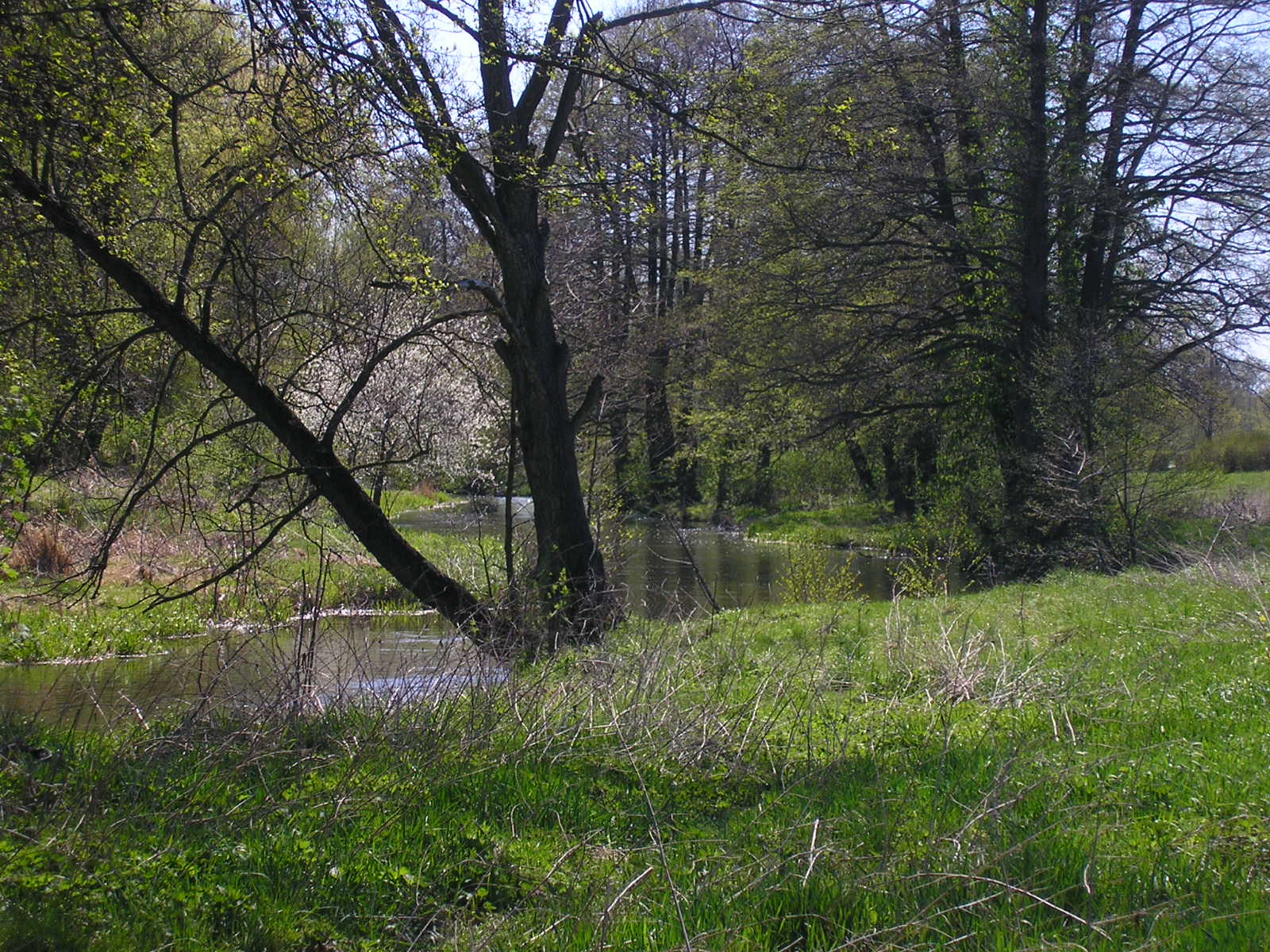 Bystrzyca