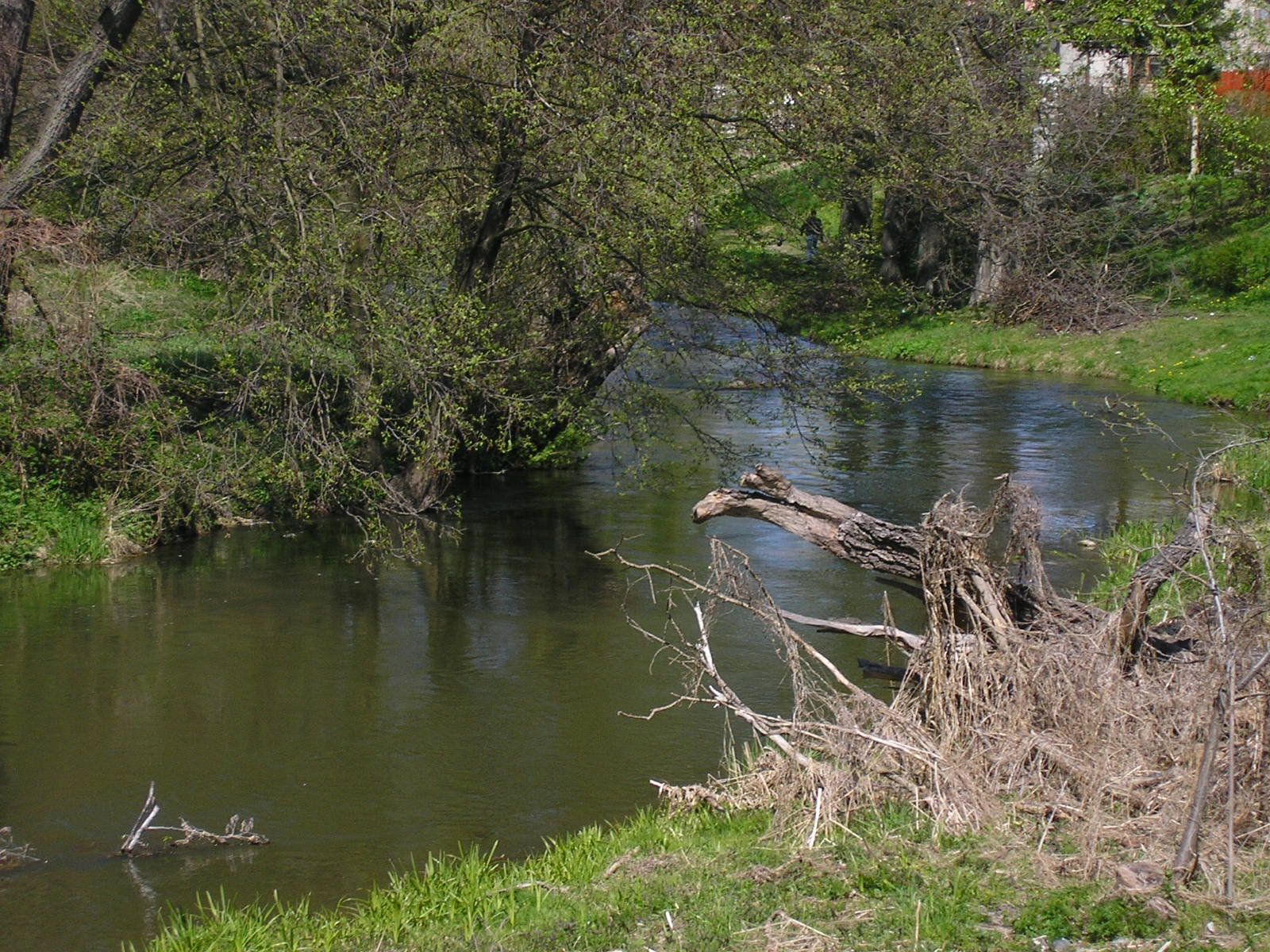 Bystrzyca