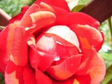 Lato 2011r.