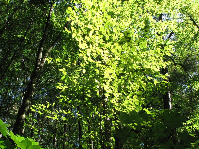 Wąwozy.