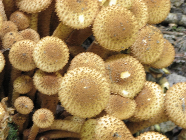 Wąwozy.