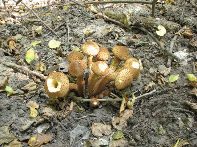 Wąwozy.