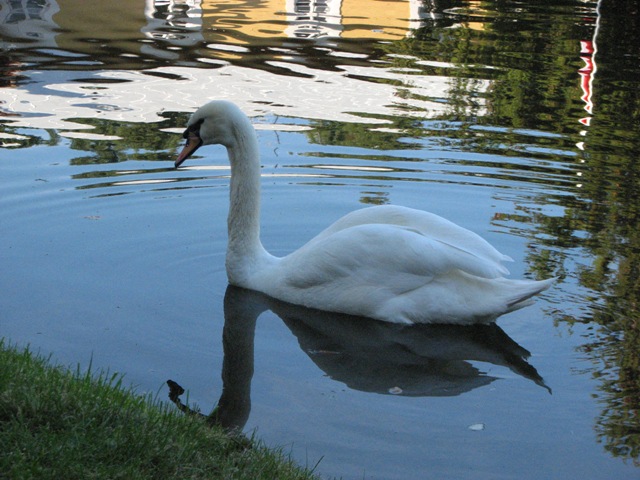 Łabędź.
