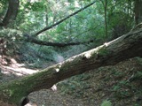 Nałęczów