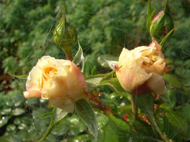Róże.