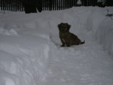 Zima 2010 - Mika - kot uciekł.