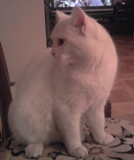 Kocur.