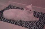 Kocur.
