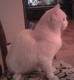 Kocur.