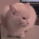 Kocur.