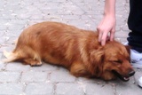 Mika - czerwiec 2010